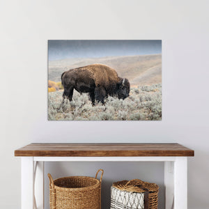Bison wall art – rustic prairie photography print by Debra Gail Fine Art
