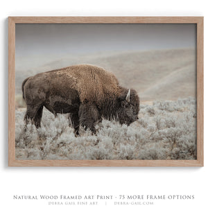 Bison wall art print - rustic buffalo framed print by Debra Gail Fine Art