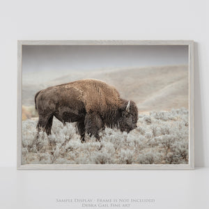 Bison wall art print - rustic buffalo framed print by Debra Gail Fine Art