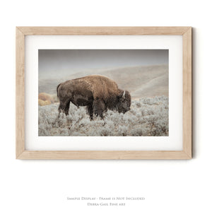 Bison wall art print - rustic buffalo photography framed print by Debra Gail Fine Art