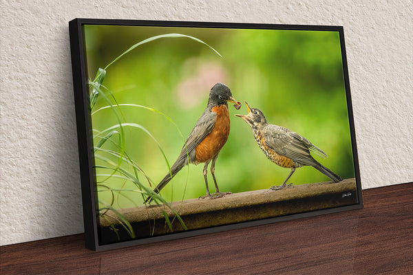 Mother Bird Red Robin, Baby Bird, Bird Feeding Wildlife Art