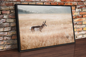pronghorn antelope wall art canvas – wildlife Western fine art print by Debra Gail Fine Art