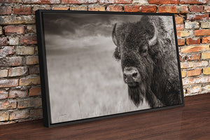 Bison wall art – neutral sepia rustic prairie photography print by Debra Gail Fine Art