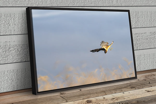 Wall Decor Print of a Northern Harrier Hawk in Flight No. 2633