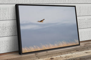 Northern Harrier Hawk in flight art print canvas framed rustic wildlife picture