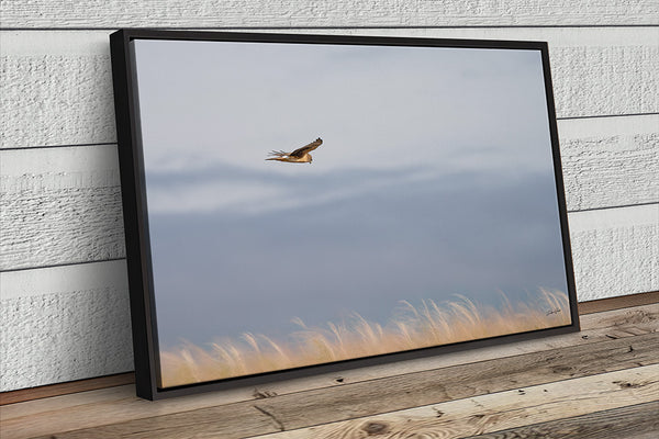 Wall Decor Print of a Northern Harrier Hawk in Flight