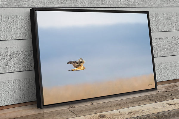 Wall Decor Print of a Northern Harrier Hawk in Flight No. 2657