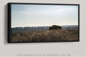 Bison wall art – wide panoramic rustic prairie photography print by Debra Gail Fine Art
