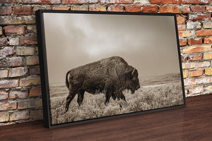 Buffalo neutral Bison wall art canvas – rustic prairie photography print 