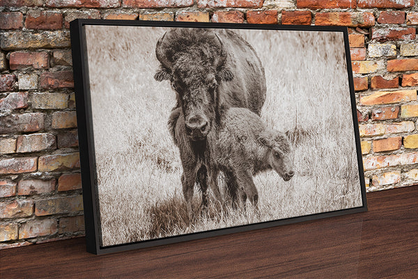 Mama Close Up Print or Canvas - Baby Buffalo - Rustic Western Decor