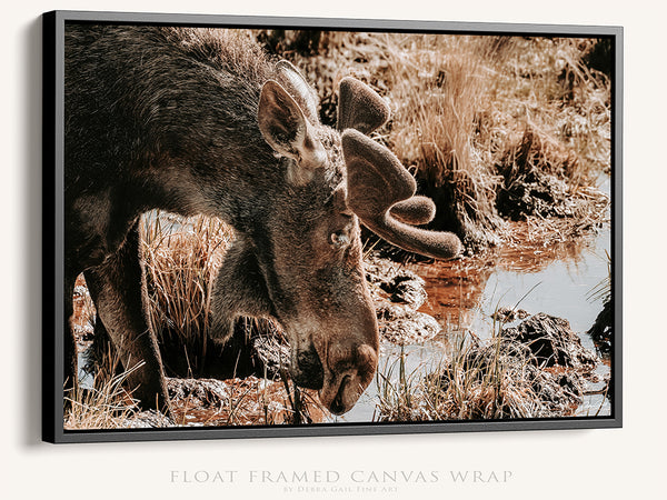 Rustic Moose Wall Art - Wildlife Photography Canvas or Print