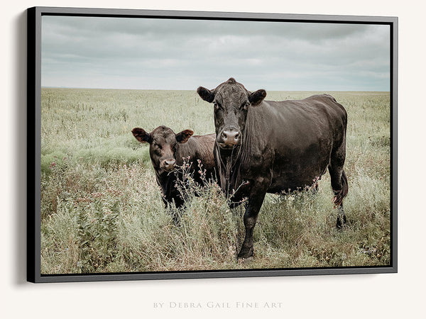 Black Angus Cows Rustic Fine Art Photography | Western Farmhouse