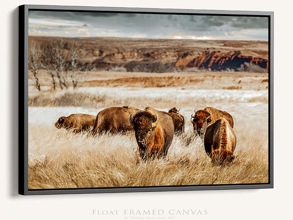 BISON HERD ON THE PLAINS - KANSAS ART PRINT