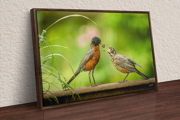 Mother Bird Red Robin, Baby Bird, Bird Feeding Wildlife Art