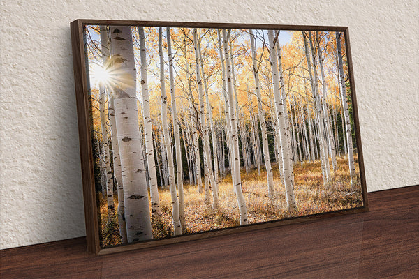 Golden Glow in the Aspen Grove - Fine Art Photography Print