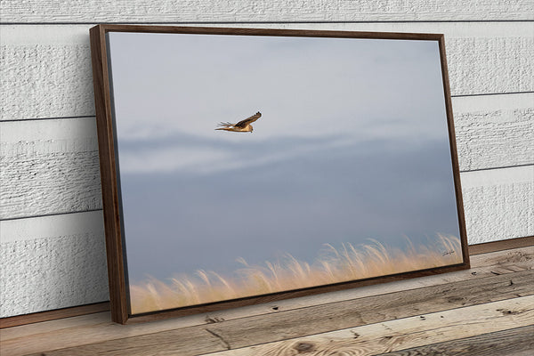 Wall Decor Print of a Northern Harrier Hawk in Flight