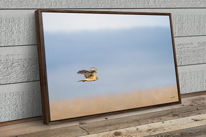Northern Harrier Hawk in flight art print canvas framed rustic wildlife picture