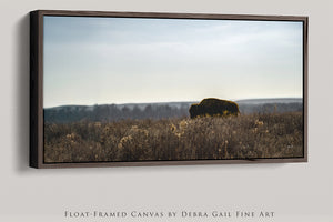Bison wall art – wide panoramic rustic prairie photography print by Debra Gail Fine Art