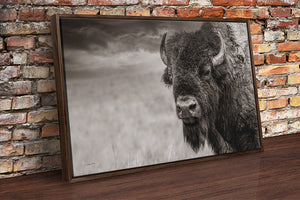 Buffalo Bison wall art canvas – rustic prairie photography print by Debra Gail Fine Art