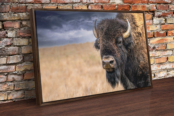 BISON BULL CLOSE UP PRINT - BUFFALO IN EARTH TONES