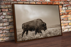 Buffalo neutral Bison wall art canvas – rustic prairie photography print 