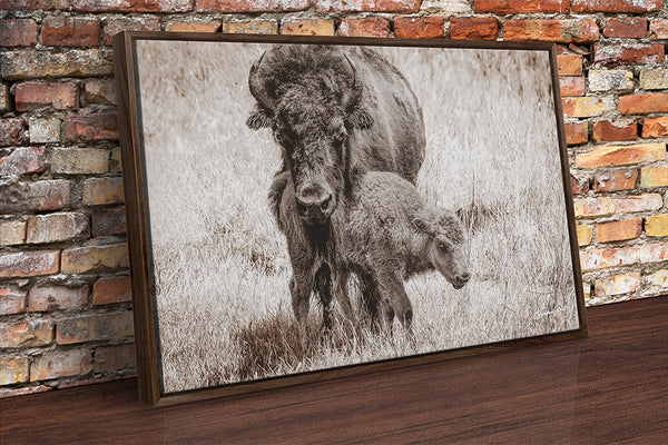 Mama Close Up Print or Canvas - Baby Buffalo - Rustic Western Decor