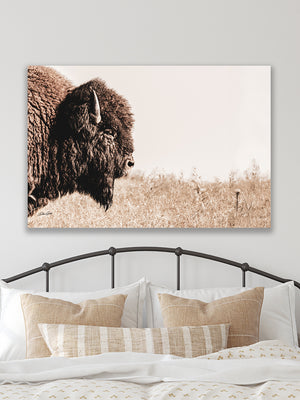 Buffalo fine art print – Great Plains wildlife wall decor by Debra Gail Fine Art