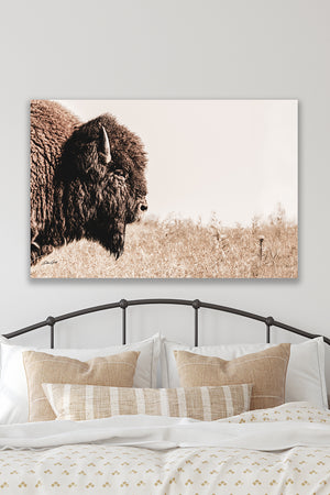 Buffalo fine art print – Great Plains wildlife wall decor by Debra Gail Fine Art
