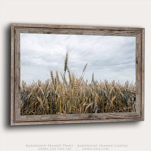 Great Plains Wheat Landscape Fine Art | Western Prairie Photography