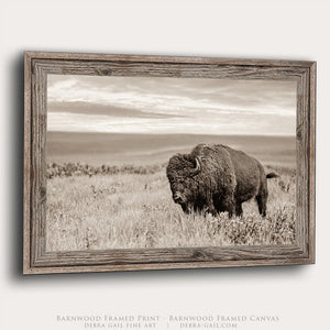 Plains Buffalo on the Prairie Photography | Sepia Toned Bison Canvas Print