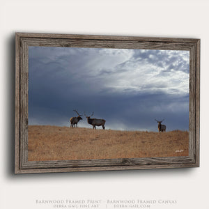 Great Plains Elk Wildlife Photography | Prairie & Western Wall Art