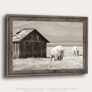 White Buffalo Photography Canvas Print | Spiritual Western Bison Wall Art