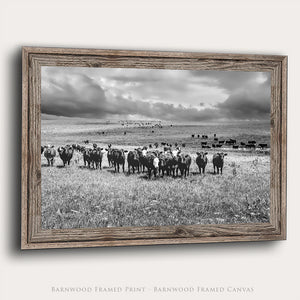 A barnwood framed black angus cow photograph by Debra Gail