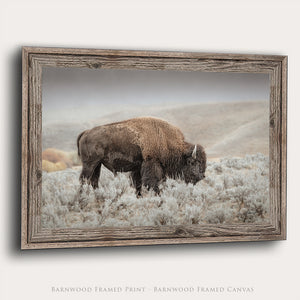 Bison Wall Art | Western Prairie Wildlife Photography Print