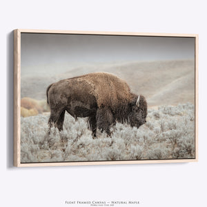 Bison Wall Art | Western Prairie Wildlife Photography Print