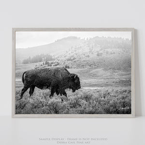 American Bison Wall Art | Black & White Rustic Farmhouse Artwork