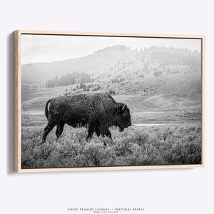 American Bison Wall Art | Black & White Rustic Farmhouse Artwork