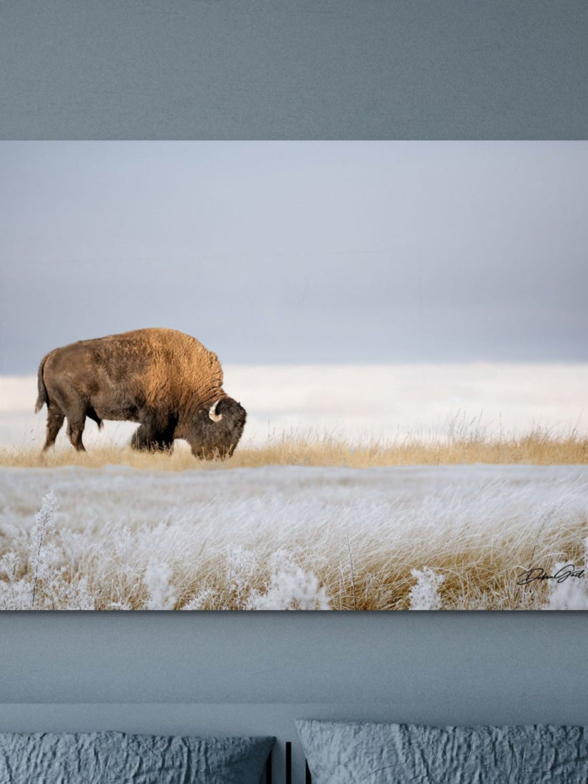 American Bison Wall Art | Buffalo & Western Prints – Debra Gail Fine Art