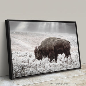 Buffalo Wall Art | Bison Canvas Print - Western American Bison Wall Art