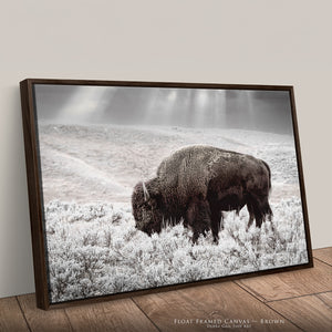 Buffalo Wall Art | Bison Canvas Print - Western American Bison Wall Art