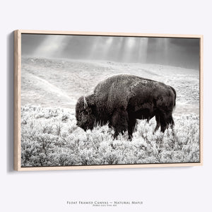 Buffalo Wall Art | Bison Canvas Print - Western American Bison Wall Art