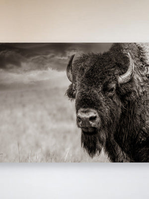 Buffalo Bison wall art canvas – rustic prairie photography print by Debra Gail Fine Art