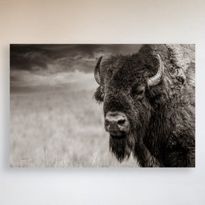 Buffalo Bison wall art canvas – rustic prairie photography print by Debra Gail Fine Art