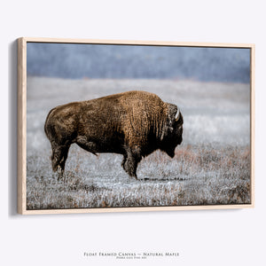 American Bison Wall Art - Rustic Buffalo Canvas Print for Western Home Decor