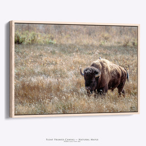 Bison Wall Art | Western & Rustic Warm Fine Art Buffalo Canvas and Prints