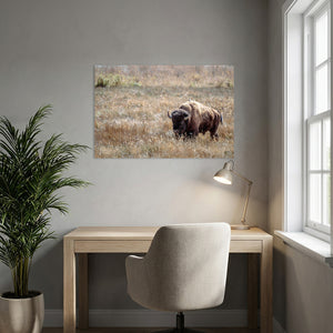 Bison Wall Art | Western & Rustic Warm Fine Art Buffalo Canvas and Prints