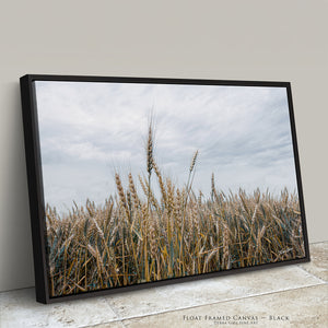 Great Plains Wheat Landscape Fine Art | Western Prairie Photography