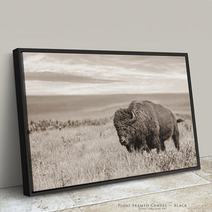 Plains Buffalo on the Prairie Photography | Sepia Toned Bison Canvas Print