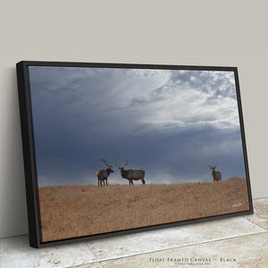 Great Plains Elk Wildlife Photography | Prairie & Western Wall Art
