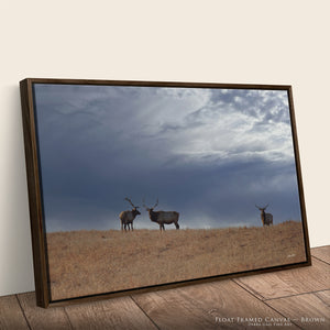 Great Plains Elk Wildlife Photography | Prairie & Western Wall Art